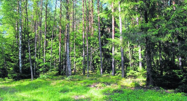 Majówka Gniezno. Gdzie na terenie naszego nadleśnictwa możemy zanocować?