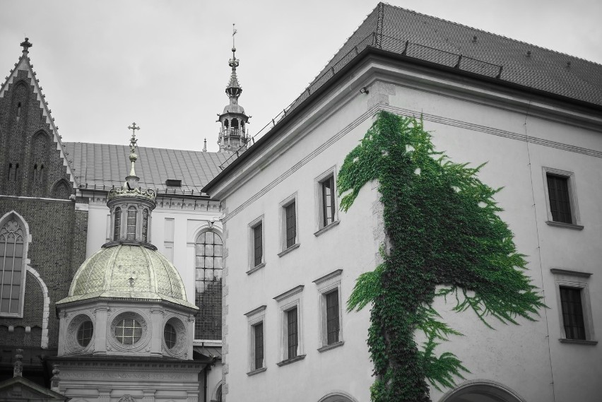 Na Zamku Królewskim na Wawelu pojawił się smok. Ścianę budynku zarosły pnącza, tworząc oryginalny kształt