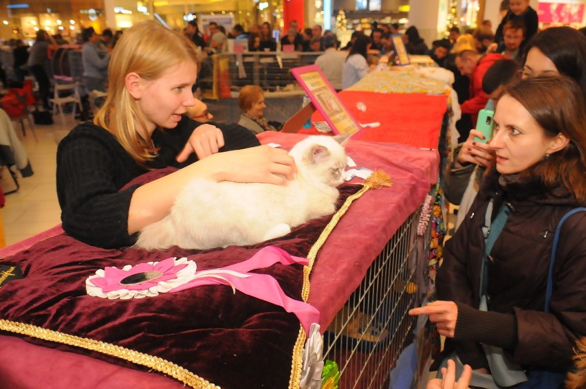 Mieszkańcy Krakowa podziwiali koty rasowe w Galerii Bronowice [ZDJĘCIA]