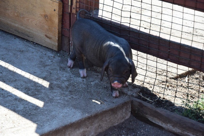 Maluchy z lubińskiego ZOO. Świnki rosną w oczach