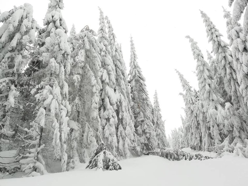 Pod ciężarem śniegu łamią się drzewa w Karkonoskim Parku Narodowym [ZDJĘCIA]