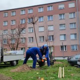 W Łowiczu sadzone są nowe drzewa. Na osiedlach ŁSM wiosną będzie zielono