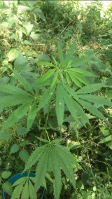 24-latek z Trzcianki hodował w lesie marihuanę