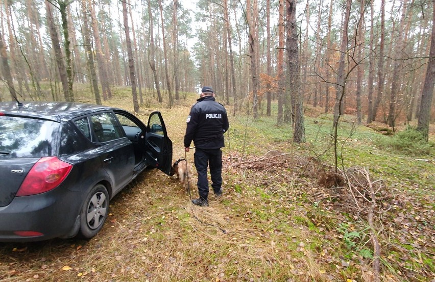 Porwanie kobiety w centrum Włocławka. Przeczesywali las w jej poszukiwaniu. Wspólne ćwiczenia policji i strażników [zdjęcia]