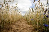 Pomoc suszowa. Rolnicy, których gospodarstwa ucierpiały w wyniku suszy i innych zjawisk atmosferycznych otrzymują wsparcie