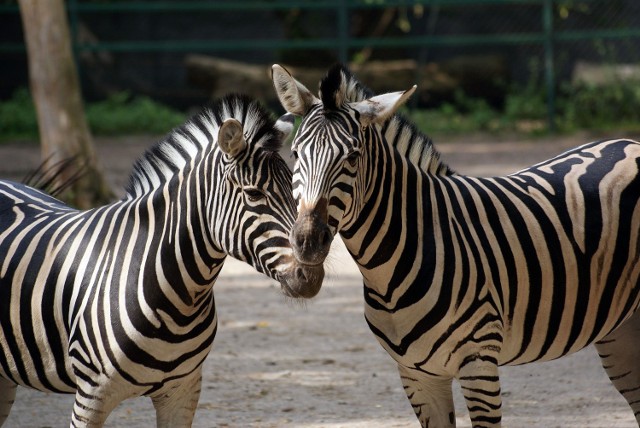 17 kwietnia ZOO w Łodzi zaprasza na "Niedzielę w paski"