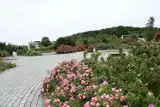 Pachnące święto róż w Ogrodzie Botanicznym w Kielcach. Zobacz, jak pięknie kwitną 