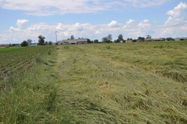 Gradobicie zniszczyło uprawy w gminie Wartkowice [zdjęcia]