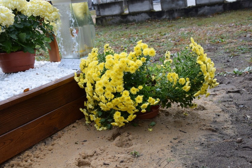 Na cmentarzu komunalnym w Otyniu 2 listopada chryzantemy,...
