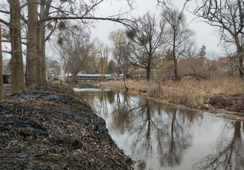 Trwa oczyszczanie rzeki Szprotawa