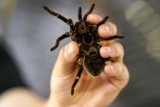 Piękne i bestie. Wystawa egzotycznych pająków, skorpionów oraz owadów w Gdańsku