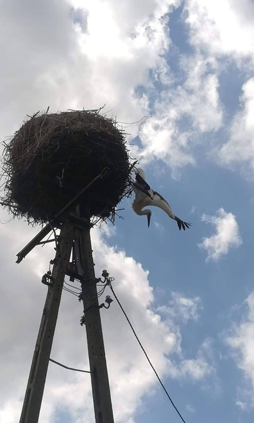 Strażacy uratowali bociana, który nie mógł wydostać się z gniazda [zdjęcia]