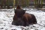 Śnieg zasypał zoo w Poznaniu. Jak zwierzęta znoszą mrozy? Niektóre cieszą się z zabaw w białym puchu, inne prześpią zimę