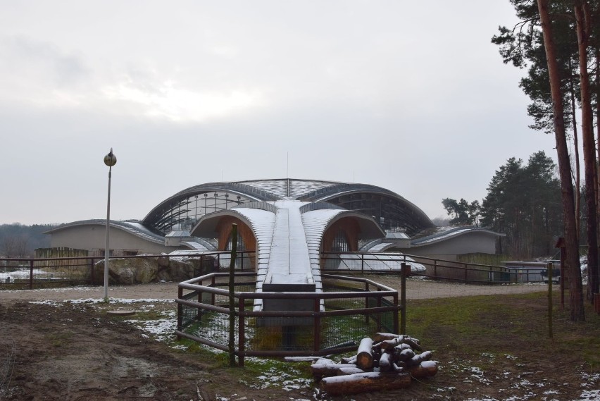 Śnieg zasypał poznański ogród zoologiczny. Od rana po...