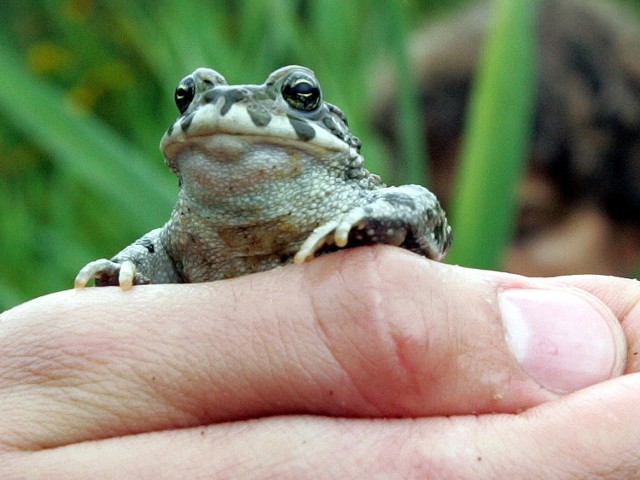 Żaby i inne chronione płazy, które zimowały w zbiorniku przeciwpożarowym na terenie zamku Książ, na czas jego remontu zostały przeniesione przez herpetolog w bezpieczne miejsce