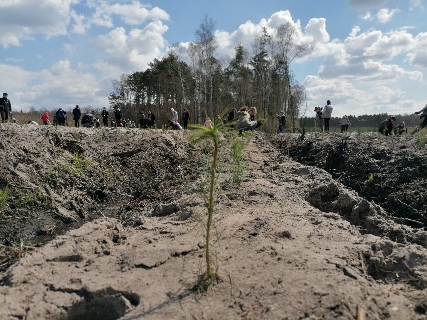 Harcerski Las będzie teraz rósł w Będzinie - Grodźcu...