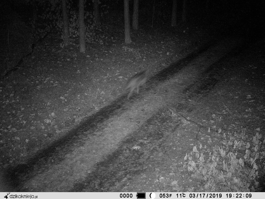 Wilki pojawiły się w lasach Nadleśnictwa Poddębice