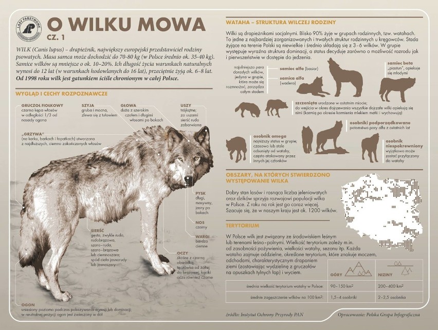 Wilki pojawiły się w lasach Nadleśnictwa Poddębice