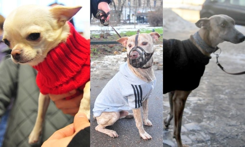 Psia moda na zimowych ulicach Krakowa. Francja elegancja, sportowy luz, a może ciepły skafanderek? ZDJĘCIA