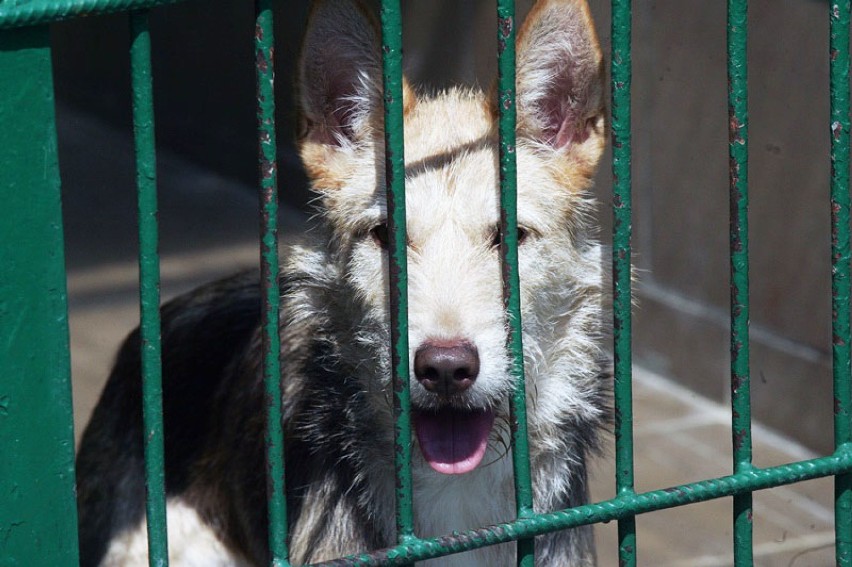 W legnickim schronisku blisko 50 piesków czeka na adopcje.