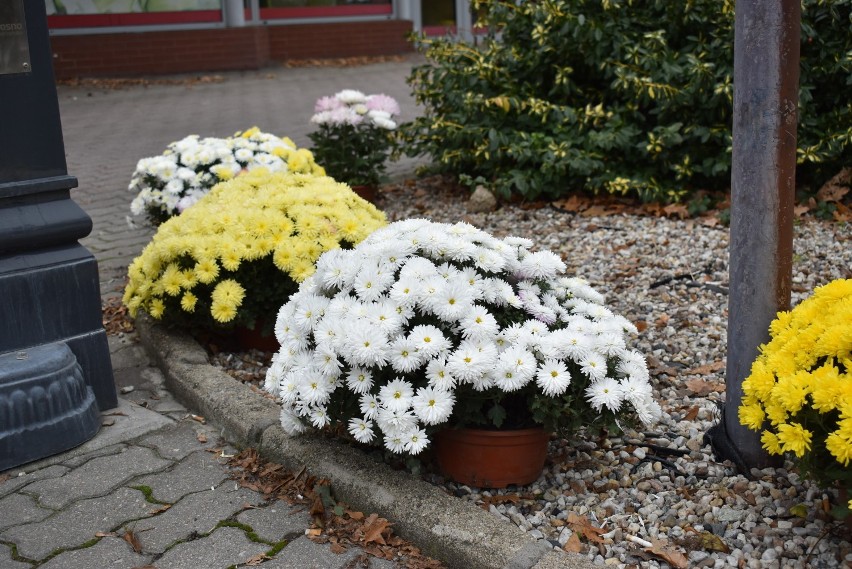 Krosno Odrzańskie jest kolorowe dzięki chryzantemom, które...