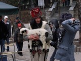 Zakopane: Sąd zawiesił rozprawę &quot;Zbója&quot; dręczącego owcę na Krupówkach [ZDJĘCIA]