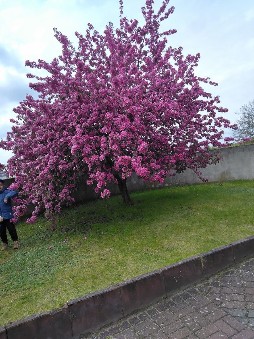 Tak kwitną nasze miejscowości. Przepiękne fotografie wiosenne naszych Czytelników (zdjęcia)