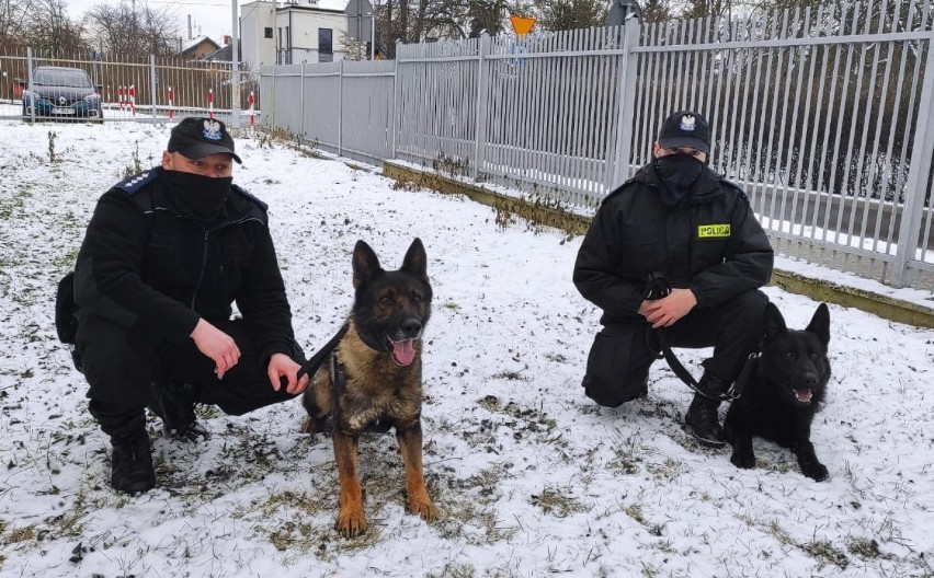 Policyjne psy w Piotrkowie