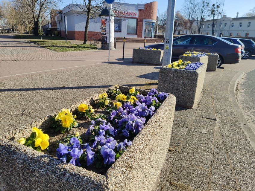 Wiosna w Pruszczu Gdańskim. Kwitnące kwiaty, zapełnione rabaty | ZDJĘCIA
