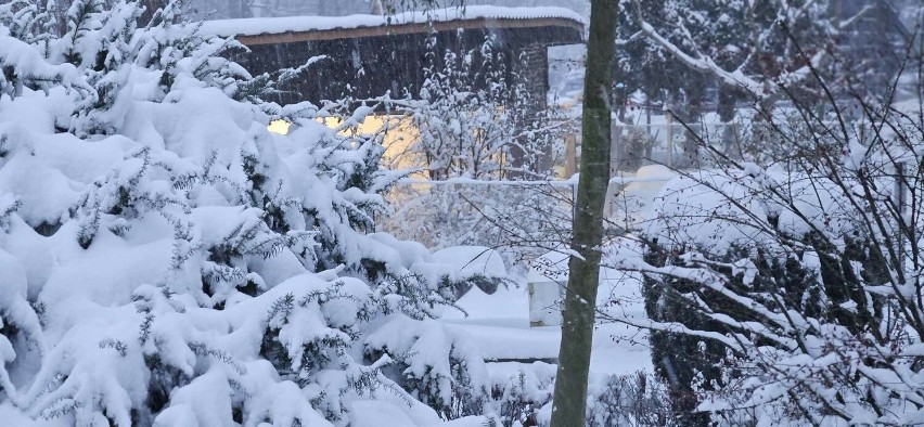 Krakowskie zoo przykryte śniegiem zaprasza na spotkanie ze św. Mikołajem. "Jak w Laponii!"