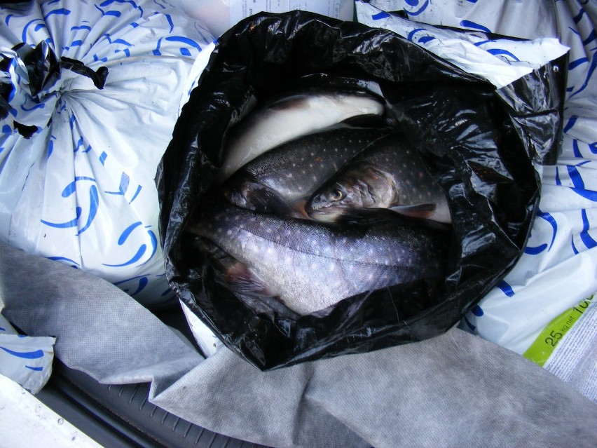 Lębork: Policja zatrzymała złodzieja ryb