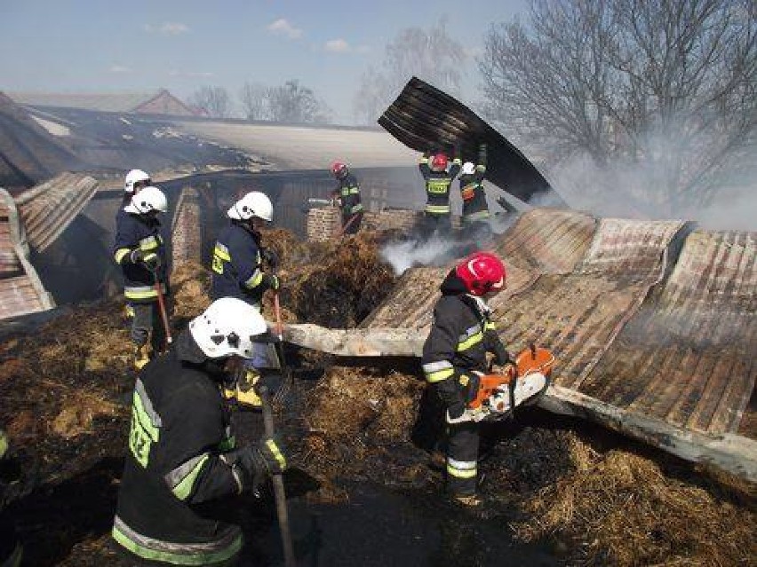 Pożar w Gutowie. 60 strażaków walczyło z ogniem w chlewni. Straty to 800 tys. zł! [ZDJĘCIA]