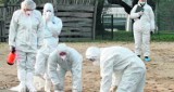Ognisko ptasiej grypy w gminie Gołuchów. Utylizacji poddano blisko 47 tys. indyków 
