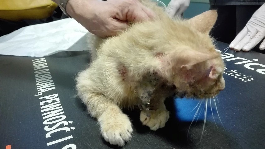 Ciężko ranne i chore koty z Piotrkowa