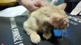 Cztery ciężko ranne koty walczą o życie. Uwaga, zdjęcia drastyczne!