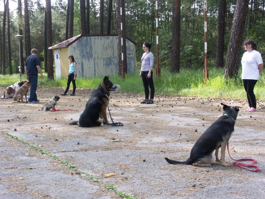 Szkolenie psów w ramach WOŚP zakończone