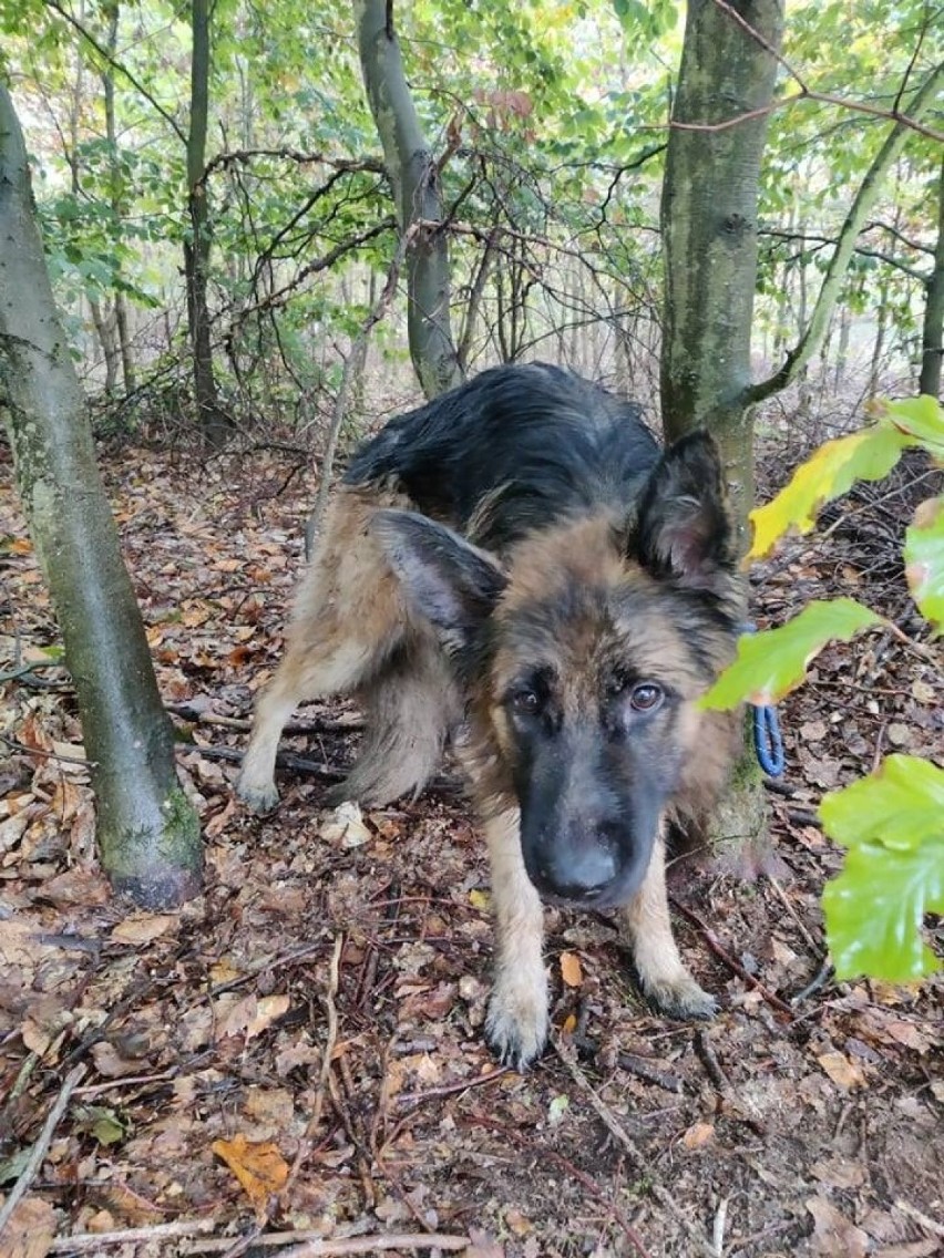 Policja szuka właściciela psa porzuconego w lesie w...