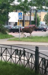 Tarnów. Łoś biega w centrum miasta [KRÓTKO]  