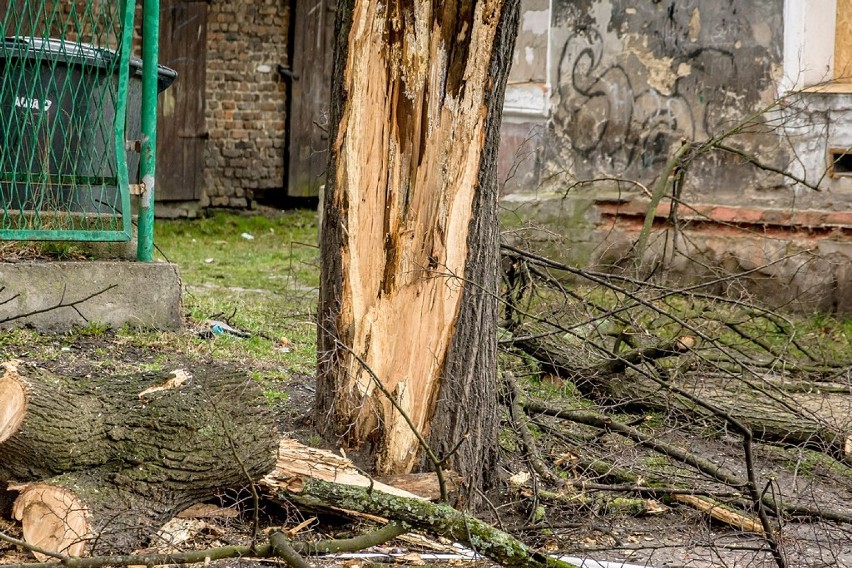 Wałbrzych: Zamknięta ulica Pocztowa. Strażacy usuwali uszkodzone drzewo (ZDJĘCIA) 