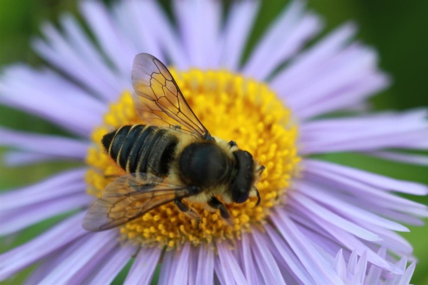 Majówka z pszczołami. Greenpeace zachęca Pomorzan do spaceru z aparatem
