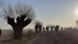 Na Wierzbowej zostaną posadzone nowe... wierzby ZDJĘCIA