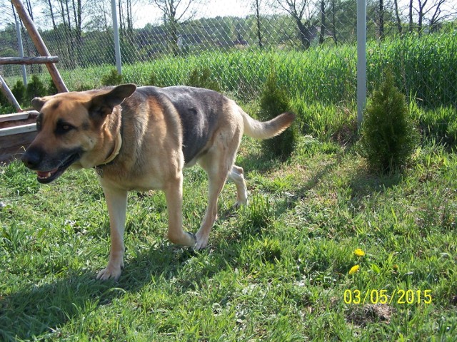 Pies, rasa: owczarek niemiecki. Zdjęcie: archiwum prywatne