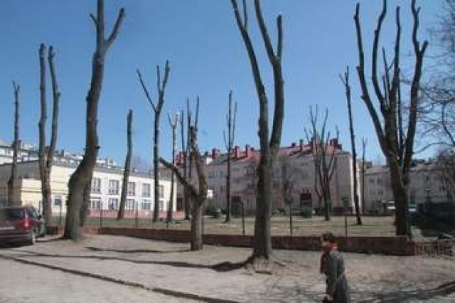 Tak po przycince gałęzi wyglądają drzewa rosnące na placu należącym do Miejskiego Ośrodka Pomocy Rodzinie w Kielcach.
