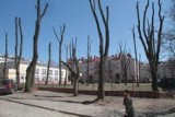 Będzie kara po wycince drzew przy ulicy Miodowej 7 w Kielcach?