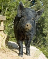 Trzy świnie zginęły w pożarze chlewni w Ligocie k. Bielska-Białej