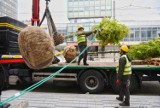 Poznań: Na ulicy Święty Marcin pojawiły się pierwsze drzewa [ZDJĘCIA]