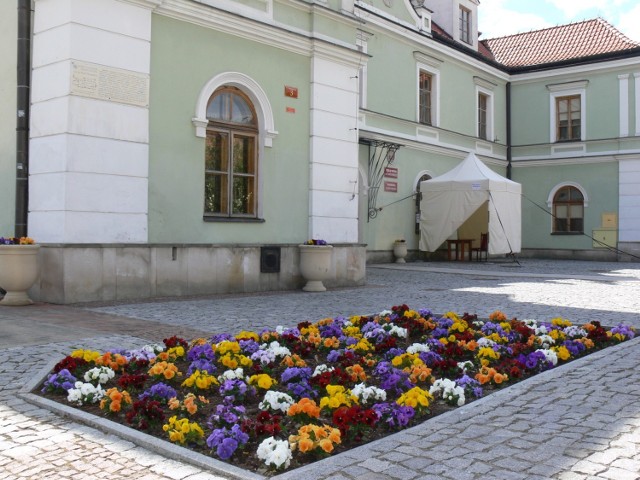 Trzy i pół tysiąca bratków posadzono wiosną w  Sandomierzu. To jedyne sezonowe kwiaty, jakie w tym roku będą zdobiły  Królewskie Miasto. Z powodu koronawirusa i trudnej sytuacji gospodarczej, miasto nie planuje kolejnych nasadzeń.


W sumie Sandomierz zdobi 3 i pół tysiąca bratków. Wybrane przez specjalistów od miejskiej zieleni bratki są w sześciu kolorach. To gatunek o dużych kwiatach, które wypełniają miejskie rabaty i donice. 

Kwiaty pięknie prezentują się na rabacie przed Urzędem Miasta oraz w stojących obok donicach. Bratki mienią się także  na rabatach oraz w donicach na Rynku, na rondzie u zbiegu ulicy Wojska Polskiego i 11 Listopada, na ulicy Słowackiego przy wejściu do Parku Piszczele, przy wejściu do Parku Miejskiego, na ulicy Portowej oraz przy zajezdni autobusowej obok Specjalistycznego Szpitala Ducha Świętego.  

W czerwcu tradycyjnie bratki miały być podmienione kompozycjami w donicach, gazonach oraz na  rabatach. Kwiaty z drugiej tury nasadzeń miały rosnąć do września, albo dłużej. Dziś wiadomo, że że względu na koronawirusa, kolejnych nasadzeń kwiatów i roślin zielonych w mieście nie będzie. Został obcięty budżet na zieleń miejską.

Na kolejnych zdjęciach zobacz miejsca, gdzie Sandomierz zdobią kolorowe bratki>>>