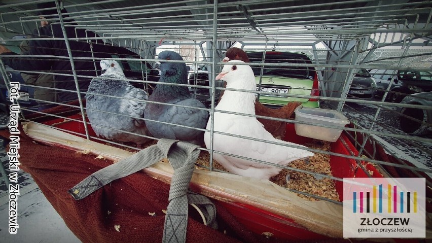 Ptasia grypa w powiecie sieradzkim. Styczniowa giełda egzotyki w Złoczewie odwołana FOTO, ROZPORZĄDZENIE