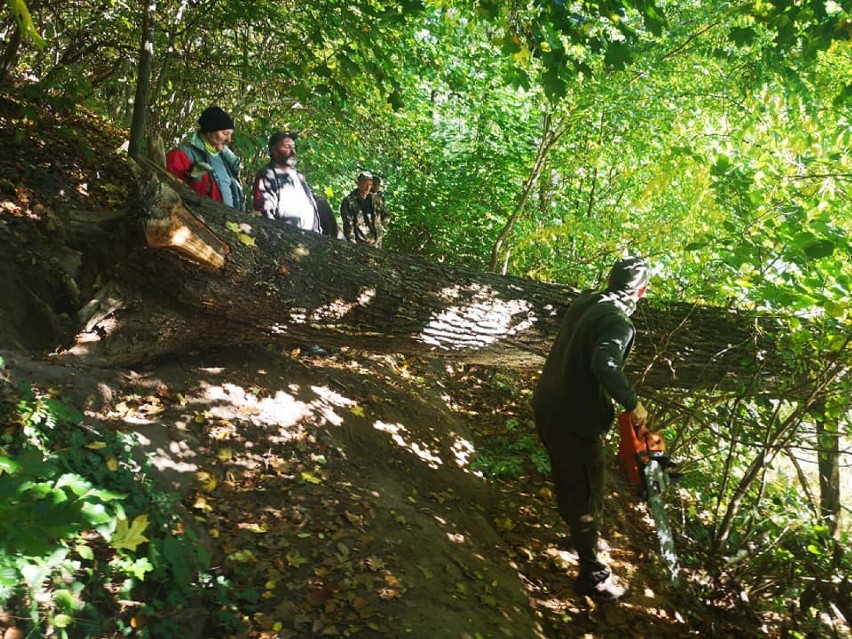 Wędkarze z PZW Chodzież udrożnili ścieżkę wokół Jeziora Strzeleckiego. Usunęli zwalone drzewa