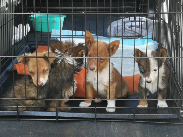 Psy mieszkają w makabrycznych warunkach. Fundacja zabrała szczenięta, trwa poszukiwanie domów tymczasowych dla ośmiu dorosłych zwierząt.